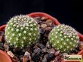 REBUTIA krainziana f.albiflora